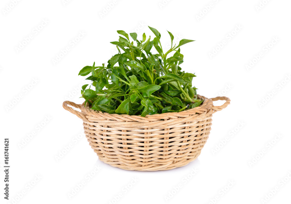 fresh watercress in bamboo basket and on white background fresh watercress in bamboo basket and on white background
