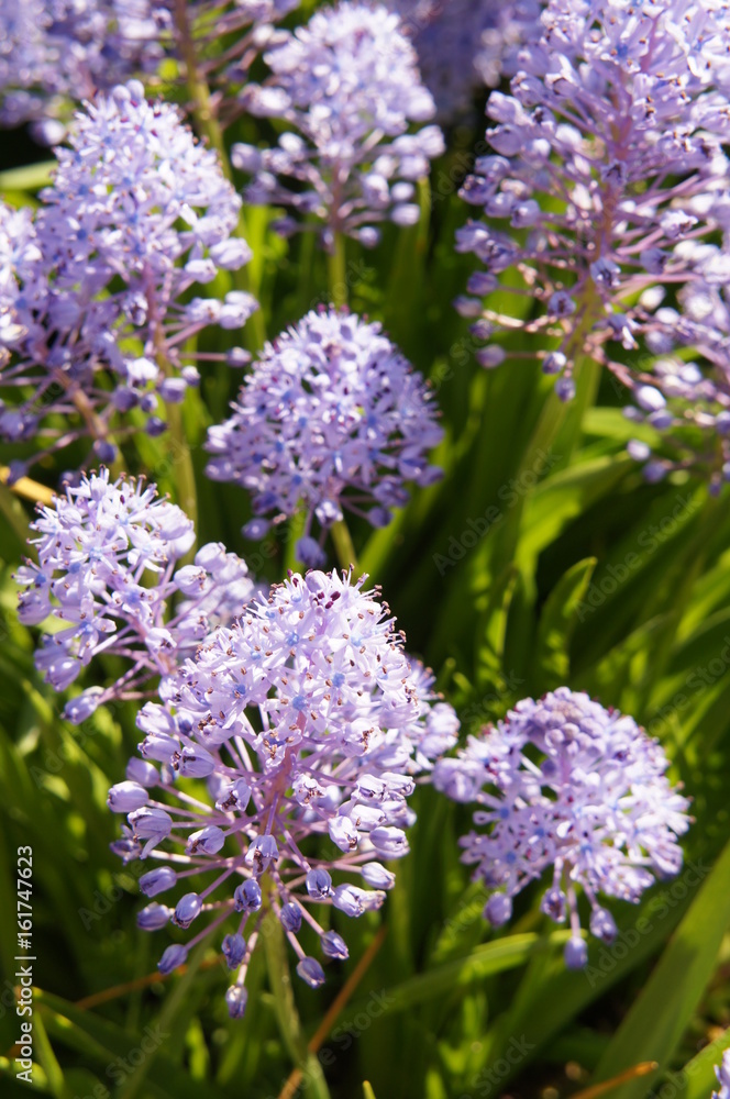 Scilla litardierei purple flowers with green vertical Scilla litardierei purple flowers with green vertical