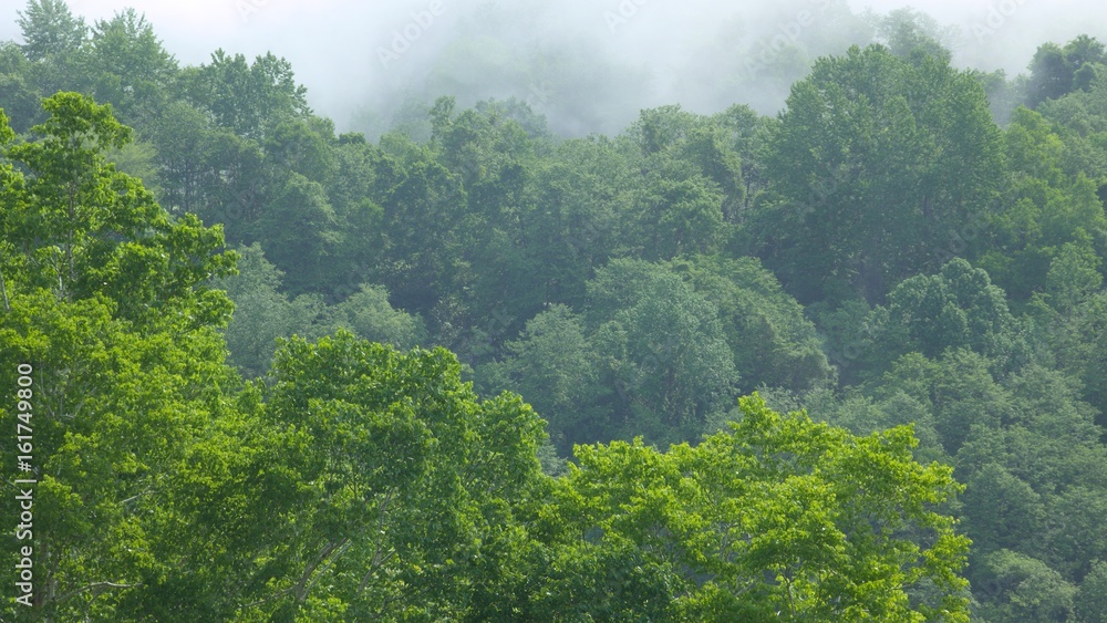 Fototapeta premium 霧の流れる森の風景