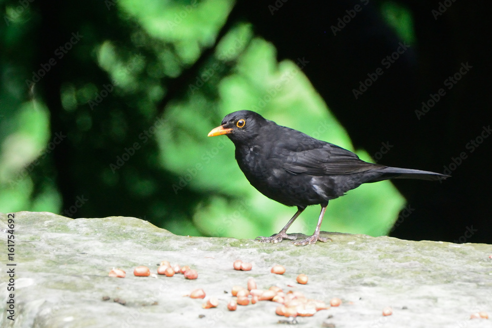 Obraz premium Common blackbird, Dunfermline, Scotland