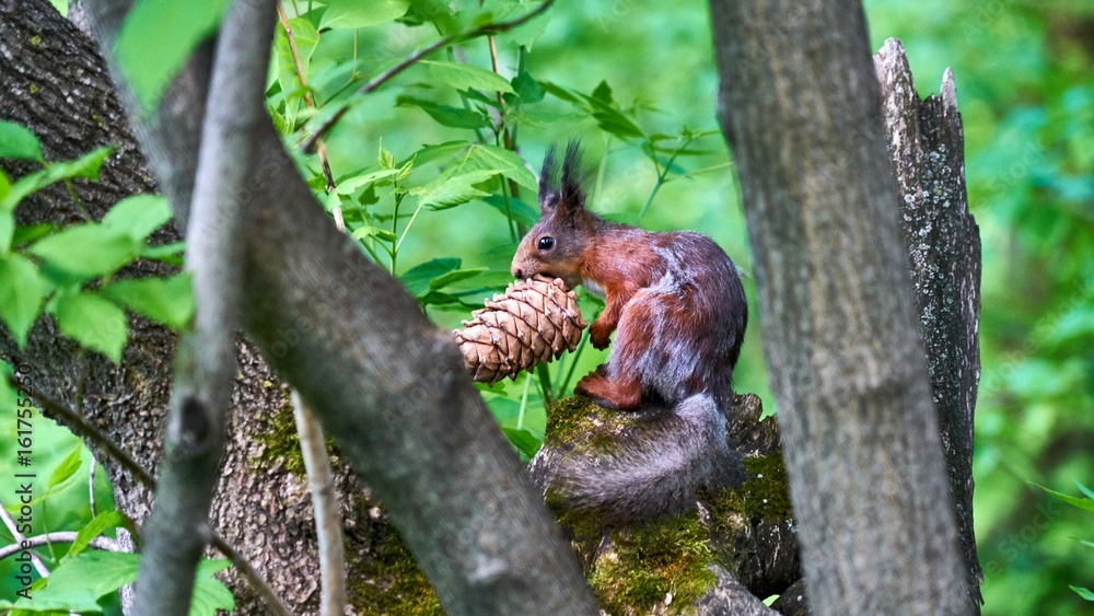 Fototapeta premium Squirrel sits on a tree