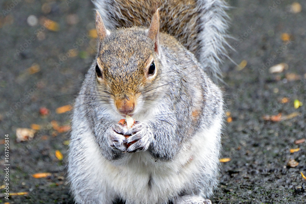 Obraz premium Grey squirrel, Dunfermline, Scotland