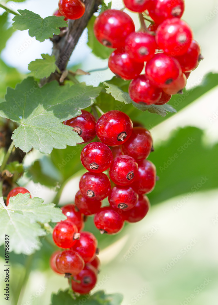 Red currant