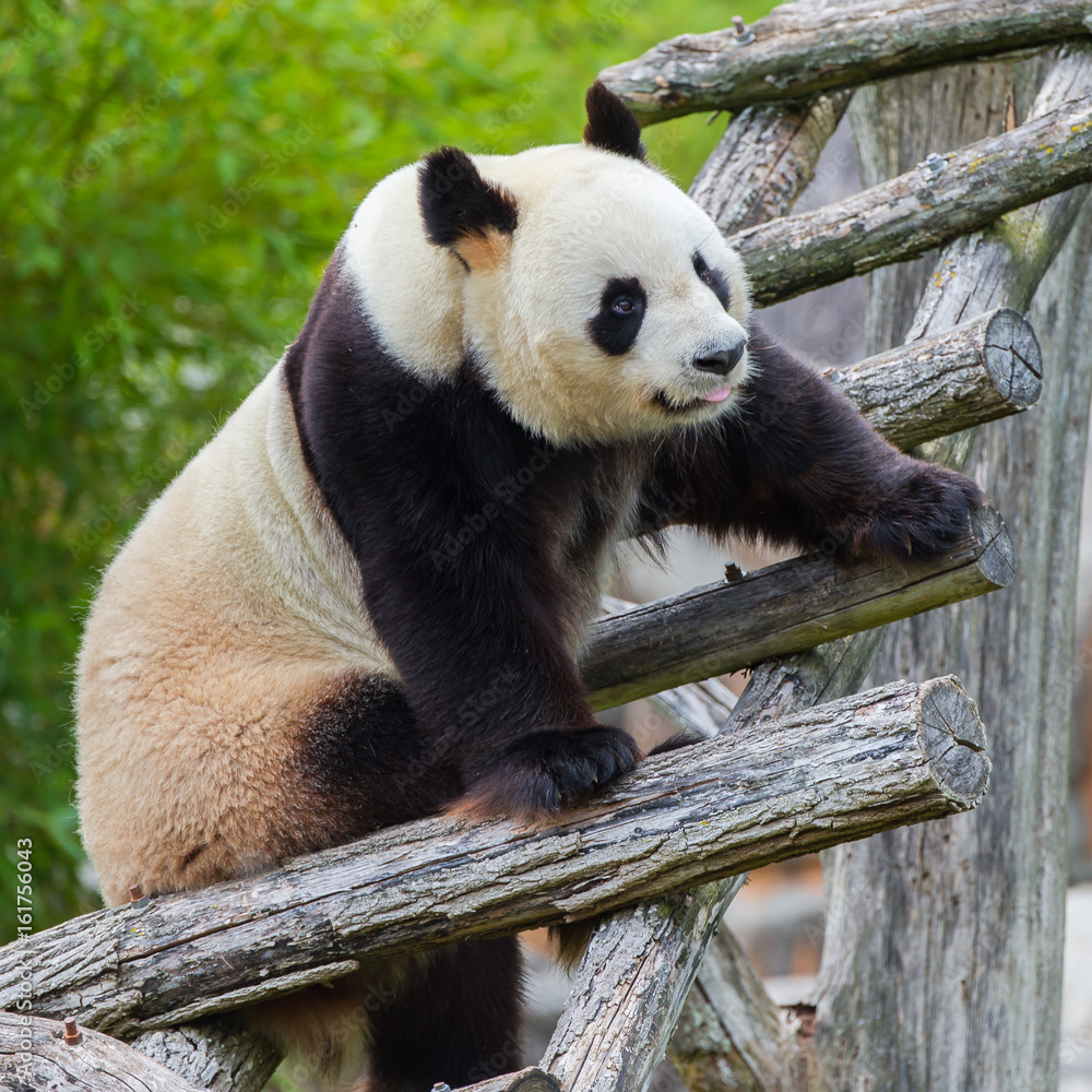 Obraz premium Giant panda climbing