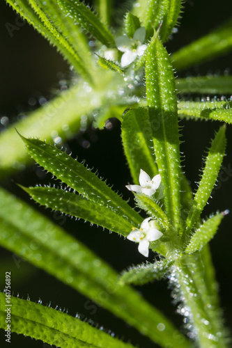 Galium aparine - White flower bedstraw in nature.