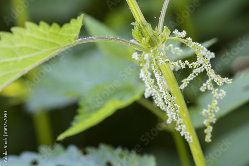 Flower of nettles in nature.