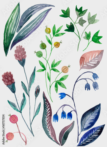 ботаническая иллюстрация, акварельные растения и ягода крыжовник