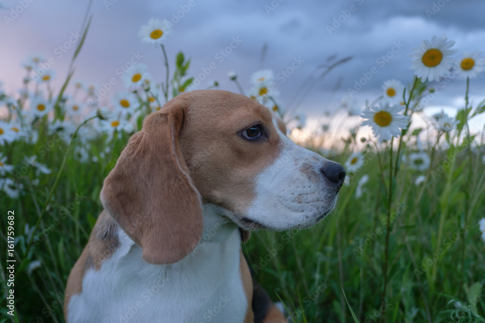 Beagle on a meadow among the blossoming daisies at sunset