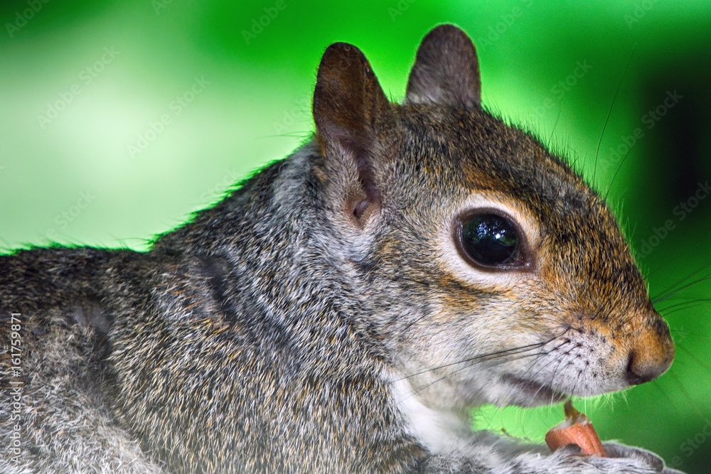Obraz premium Grey squirrel, Dunfermline, Scotland