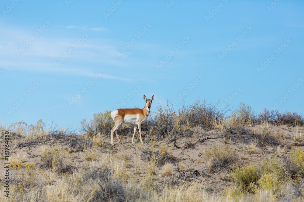 Naklejka premium Pronghorn