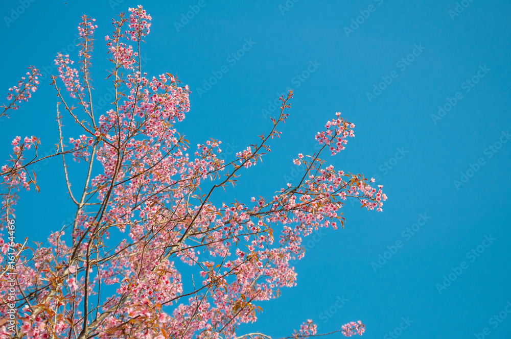 pink flower looks like sakura in bluesky background pink flower looks like sakura in bluesky background