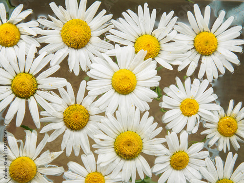 Field of daisies floating in the water. Chamomile with drops of water. Flowers with white petals and yellow pistils photographed closeup with soft focus on blurred background. Nature background.