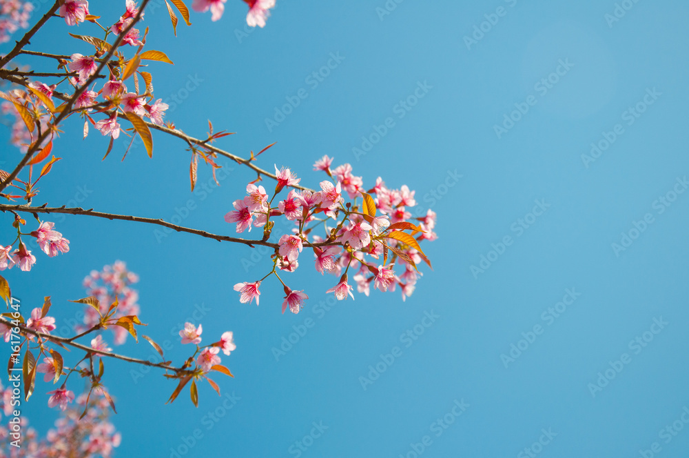 pink flower looks like sakura in bluesky background pink flower looks like sakura in bluesky background