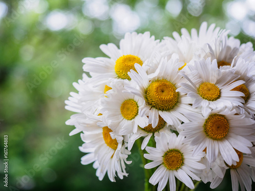 A bouquet of white field daisies on a green blurred background. Flowers with white petals and yellow pistils close-up photographed with a soft focus. Summer composition