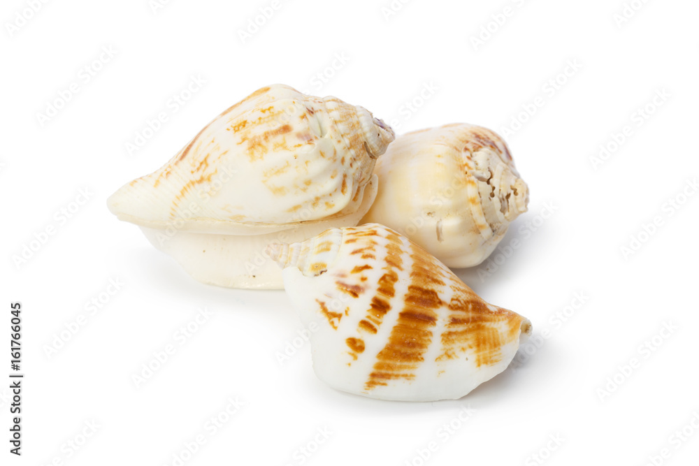 Seashell isolated on white background