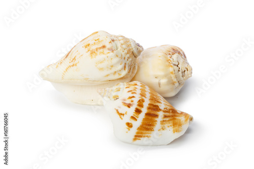 Seashell isolated on white background