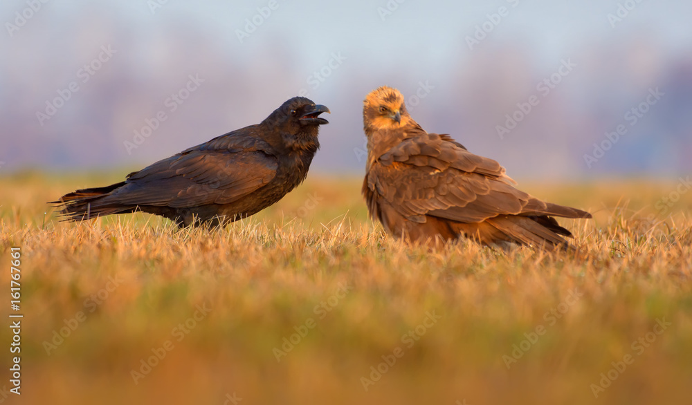 Western Marsh Harrier and Common Raven stand close together and talk with open beaks Western Marsh Harrier and Common Raven stand close together and talk with open beaks