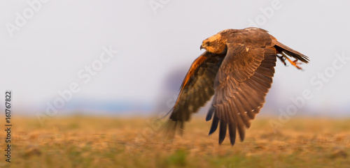 Female Western Marsh Harrier flies over the field with fully stretched wings photo