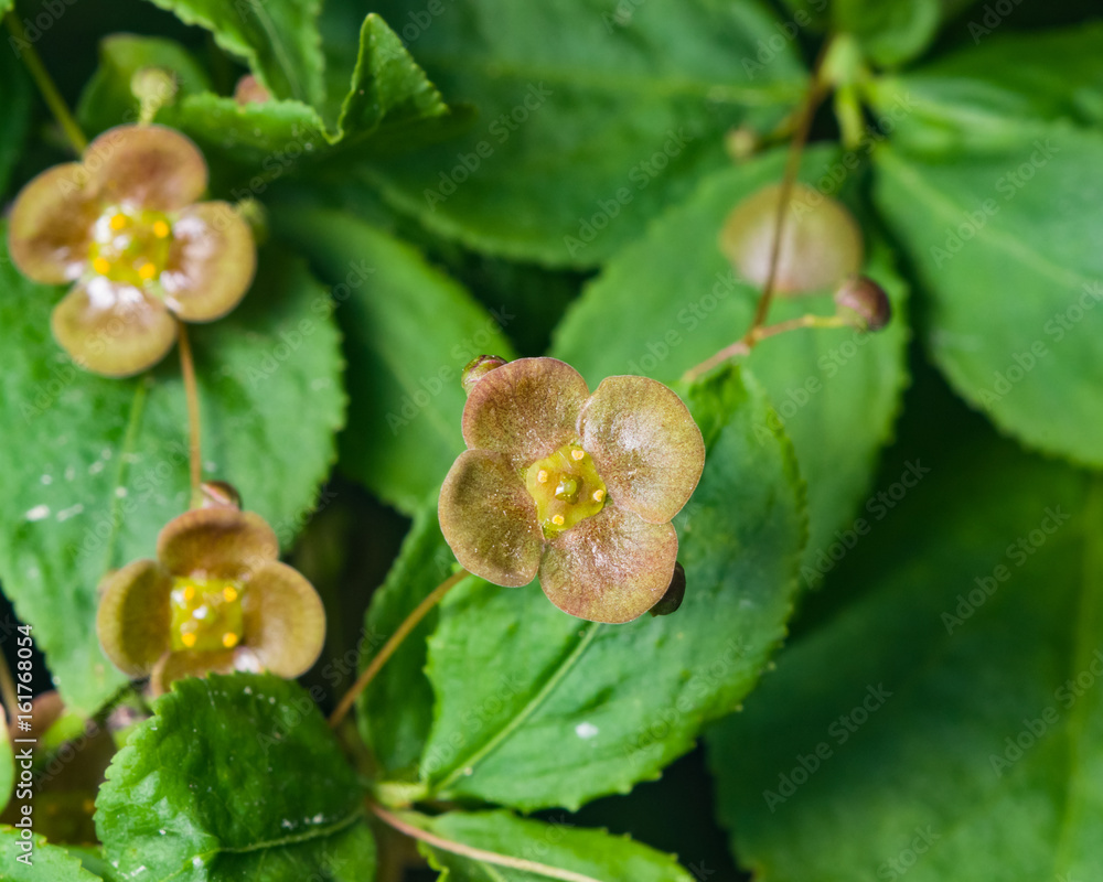 Small flower and leaves on Spindle Tree, Euonymus Verrucosus, macro, selective focus, shallow DOF Small flower and leaves on Spindle Tree, Euonymus Verrucosus, macro, selective focus, shallow DOF