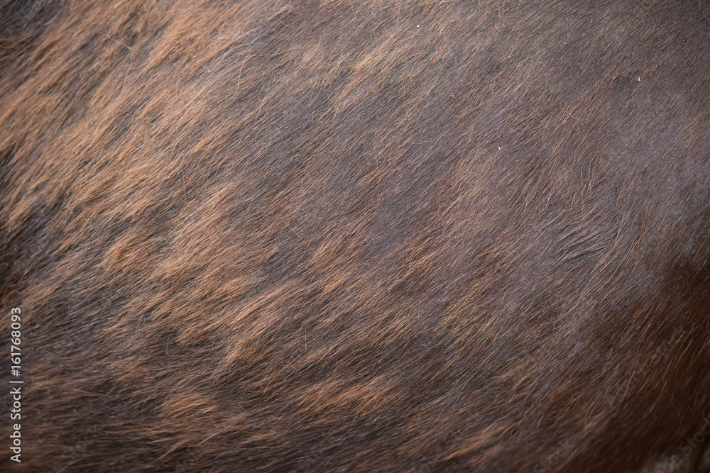 horse body as background and texture` Stock Photo | Adobe Stock
