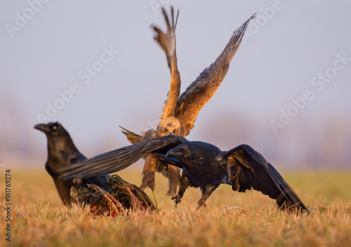 Western Marsh Harrier hunts and chases Common Raven as it running for life photo