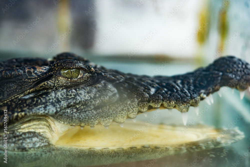 Obraz premium crocodile in a tank with the mouth opened
