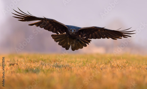 Common Raven entering flight with wide wings low over a field in the morning