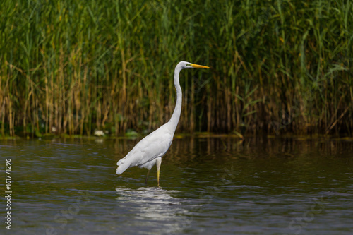great white egret (egret alba) standing in water in sunshine with green reed belt