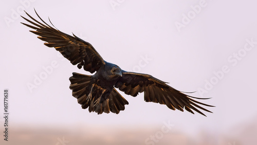 Common Raven soaring in the sky with stretxhed wings, legs and tail photo