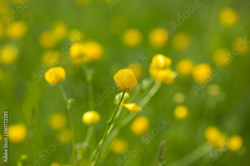 Yellow buttercup flowers in meadow amongst green grass in summer day. Background.