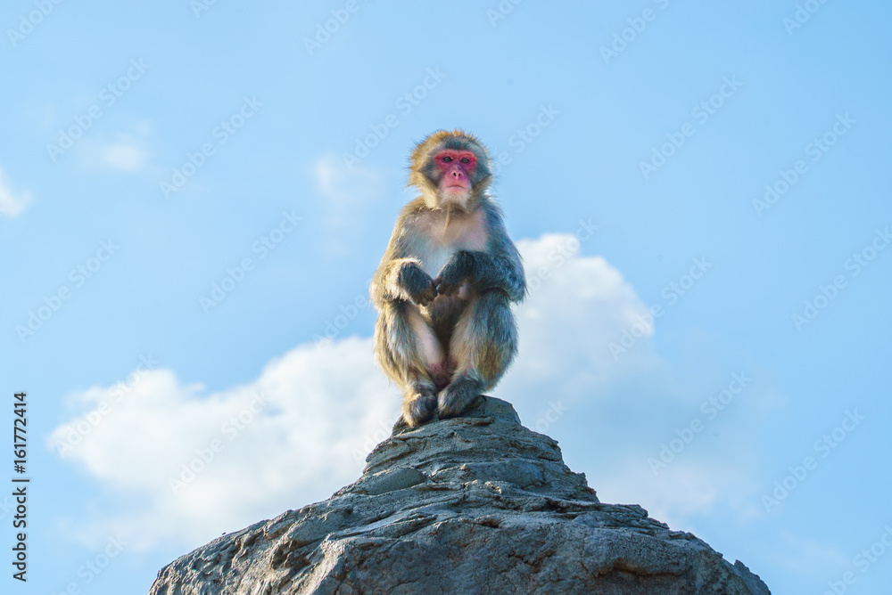 Naklejka premium 猿山のニホンザル / 旭山動物園