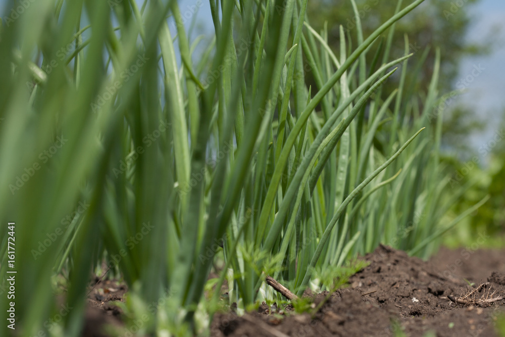 close-up of onion plantation after the watering. close-up of onion plantation after the watering.