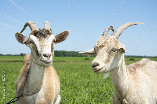 In summer there are two goats on the field. Close-up. © tsomka