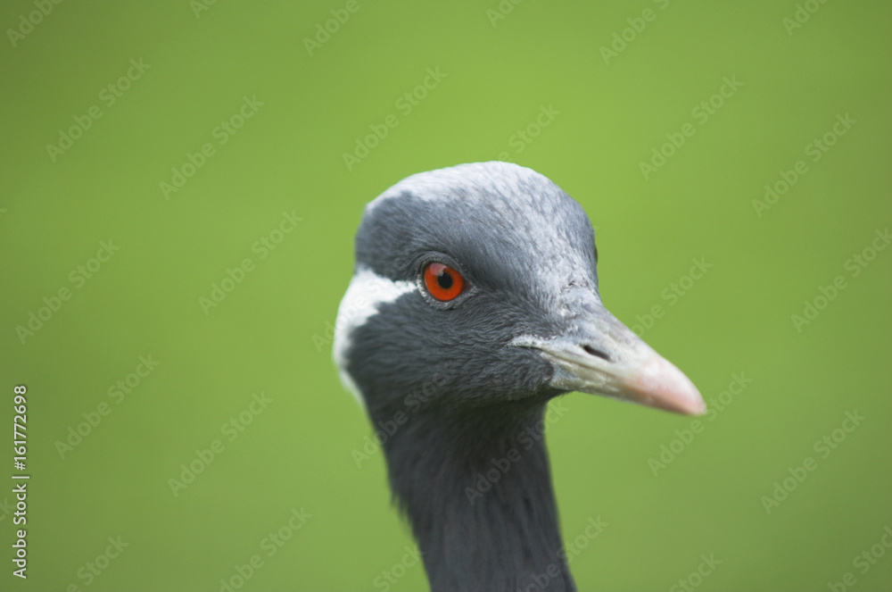 Demoiselle Crane (Anthropoides virgo) Demoiselle Crane (Anthropoides virgo)