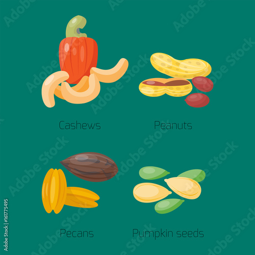 Piles of different nuts peanut cashew nutrition tasty seed vector illustration