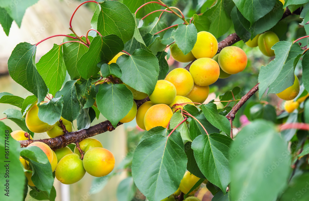 Apricot tree branches with fruits and leaves. Apricots ripen Apricot tree branches with fruits and leaves. Apricots ripen