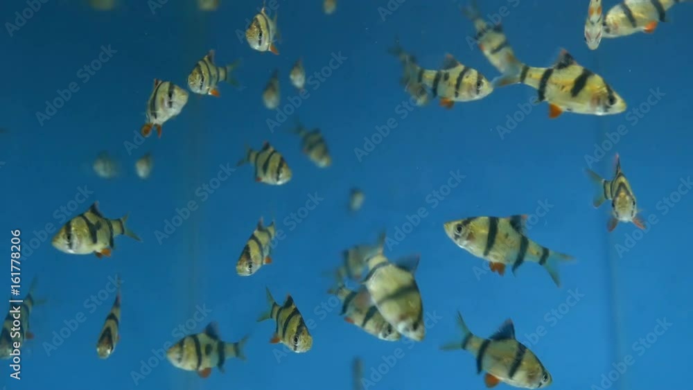 Tiger Barbs or Puntius Tetrazona fish in aquarium Tiger Barbs or Puntius Tetrazona fish in aquarium