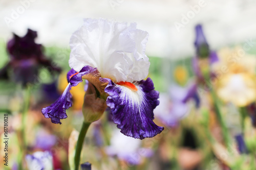 Fototapeta Naklejka Na Ścianę i Meble -  Beautiful violet and white iris flower