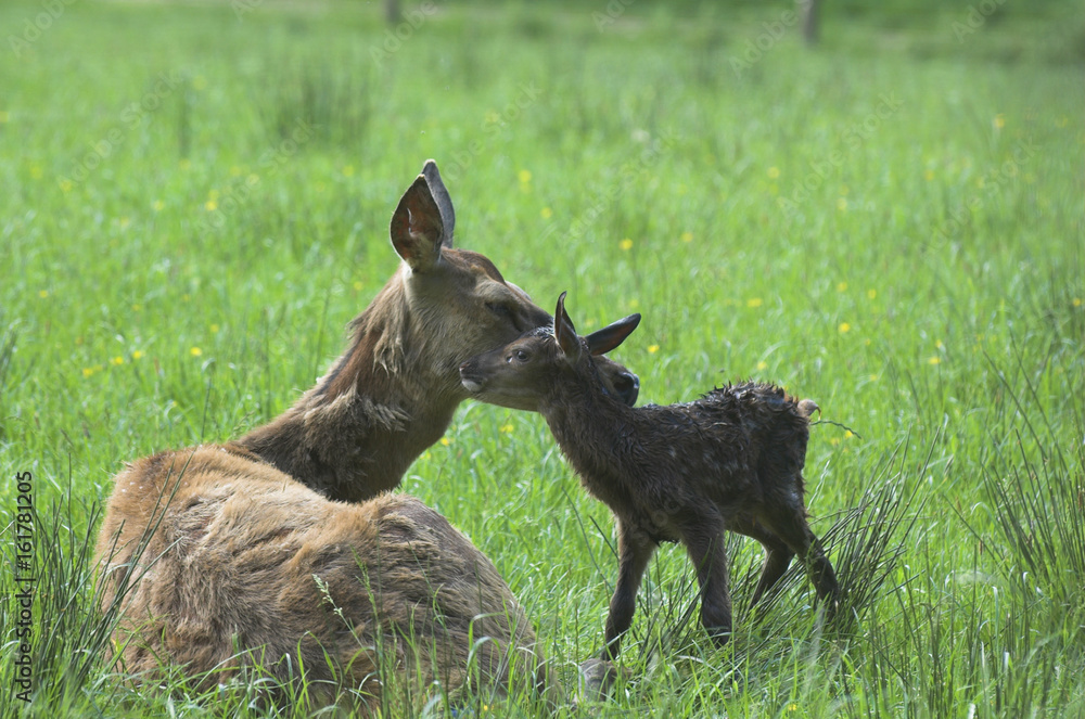 Fototapeta premium Red deer hind (Cervus elaphus) tending new born calf