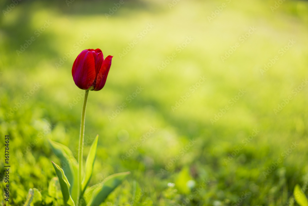 一輪のチューリップ