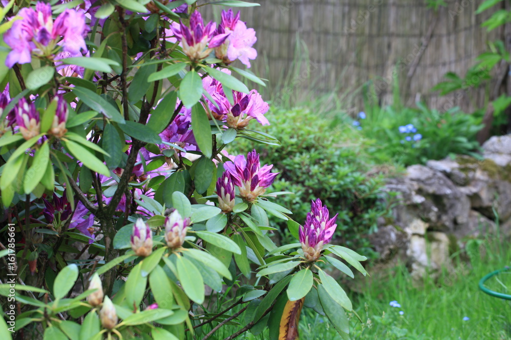 Beautiful flowers of rhododendron on a floral background. Beautiful flowers of rhododendron on a floral background.