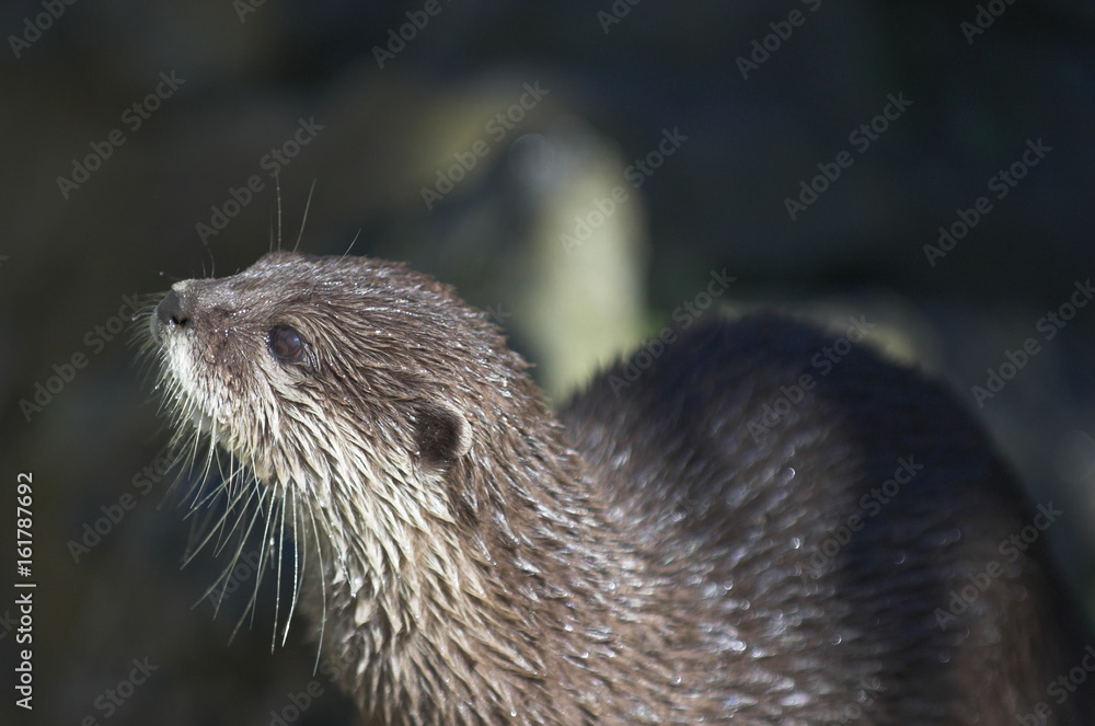 Oriental short-clawed otters (Amblonyx cinereus) Oriental short-clawed otters (Amblonyx cinereus)