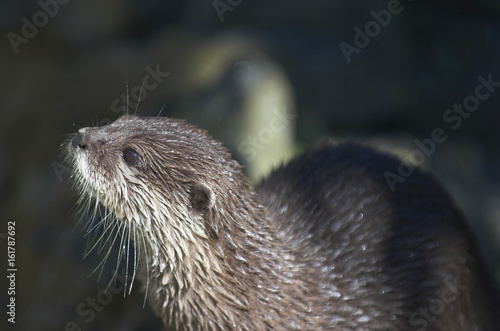 Oriental short-clawed otters (Amblonyx cinereus)