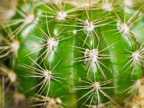 Cactus