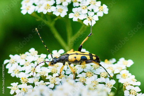 Canvastavla Cerambycidae from the group of hardwood insects