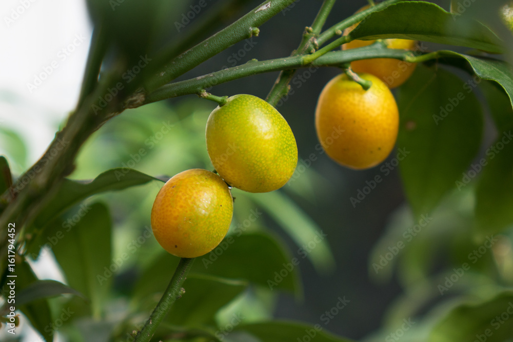 The citrus fruites on a branch with green leaves
