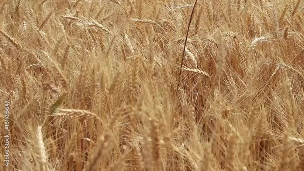 Spikelets of wheat, swinging in the wind, close-up Spikelets of wheat, swinging in the wind, close-up