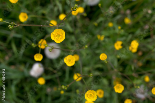 flower yellow