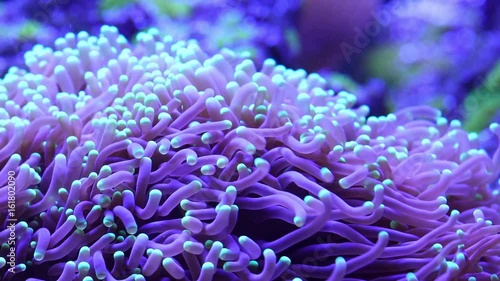 Corals in underwater tropical sea
