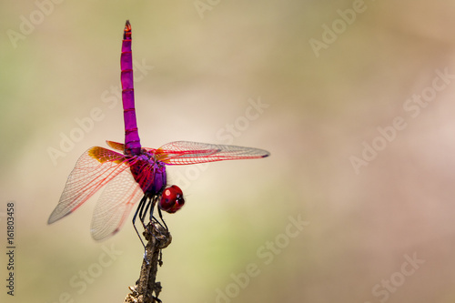 Image of a dragonfly (Trithemis aurora) on nature background. Insect Animal